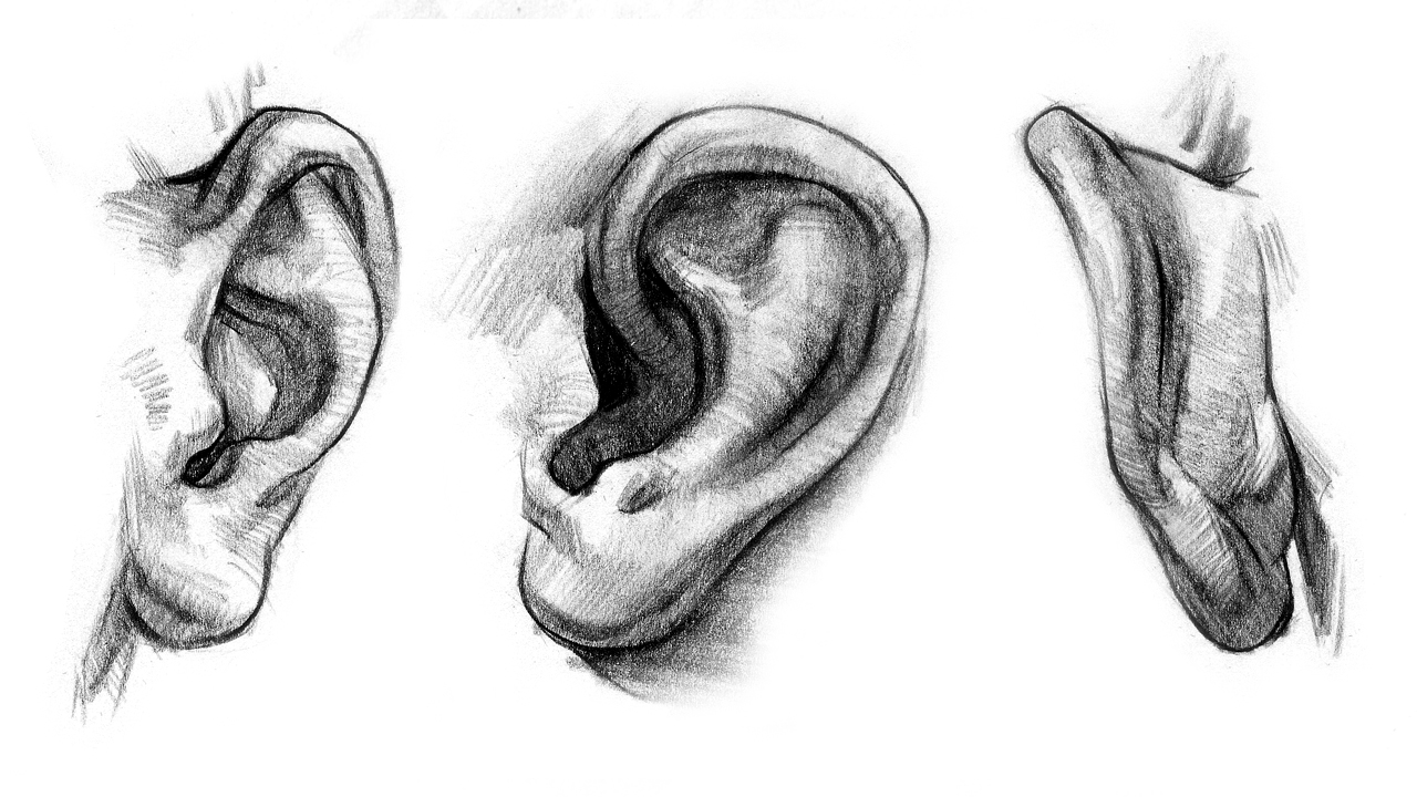 1280x720 How To Draw Ears Anatomy And Structure Proko - Human Ear Drawing