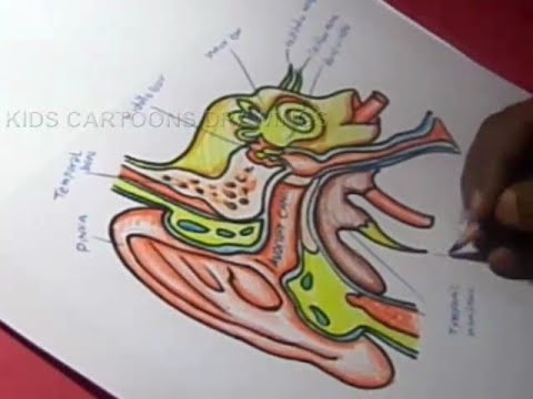480x360 How To Draw Human Ear Anatomy Drawing For Kids - Human Ear Drawing