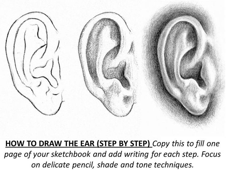 736x552 Human Ear Drawing - Human Ear Drawing