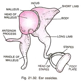 265x262 Human Ear Structure And Functions - Human Ear Drawing