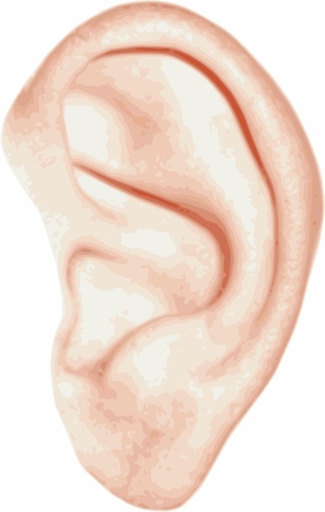 357x562 Human Ear Clip Art Free Vector In Open Office Drawing - Human Ear Drawing