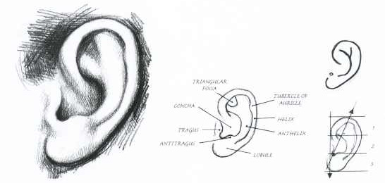546x260 Human Anatomy The Ear - Human Ear Drawing
