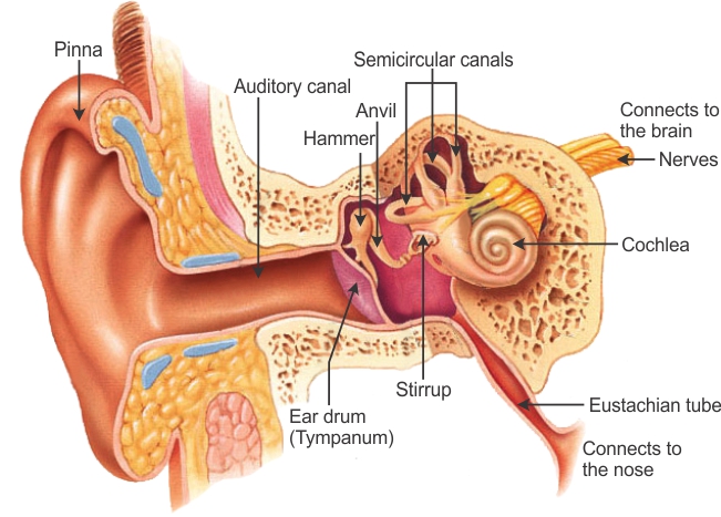 651x467 draw labelled diagram of auditory parts of human ear and explain - Human Ear Drawing