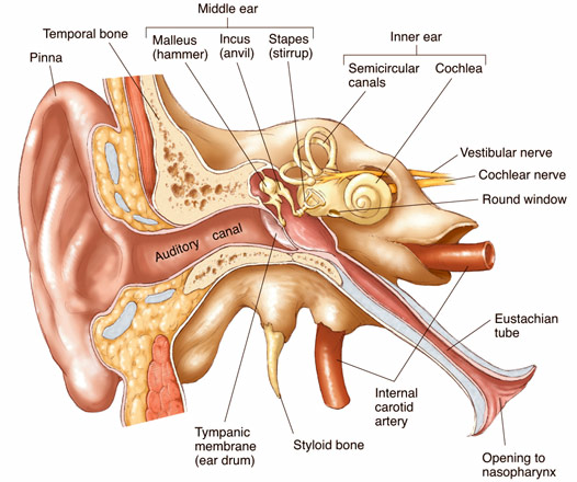 526x440 Ear Anatomy Drawing Sketch Image Illustration - Human Ear Drawing