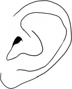 245x302 How To Draw A Realistic Human Ear Step Very Basic Figure - Human Ear Drawing