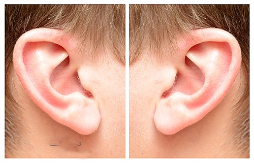 500x323 Art Now And Then Drawing And Painting The Human Ear - Human Ear Drawing