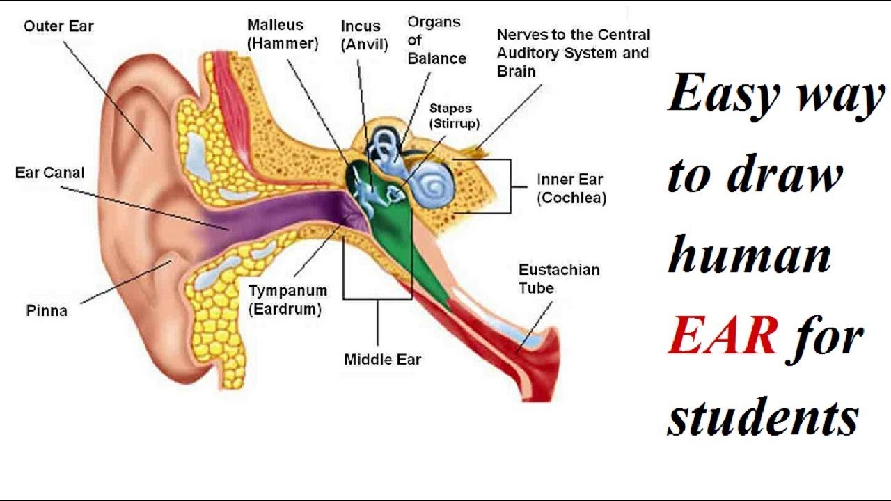 simple easy diagram of human ear