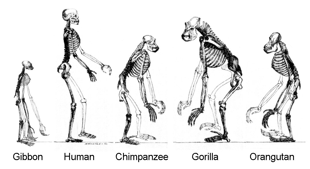 1081x588 future human evolution - Human Evolution Drawing