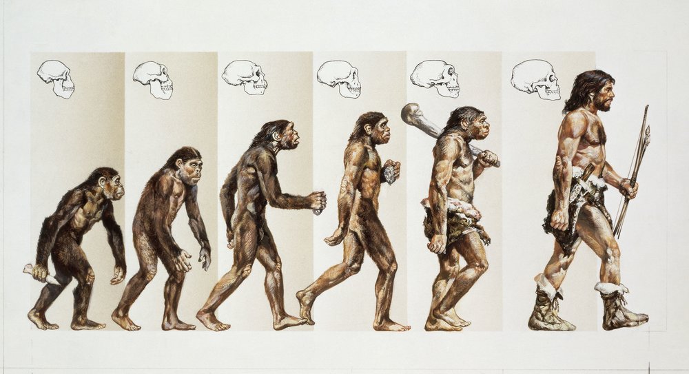 1000x543 The Human Story Climate Healers - Human Evolution Drawing