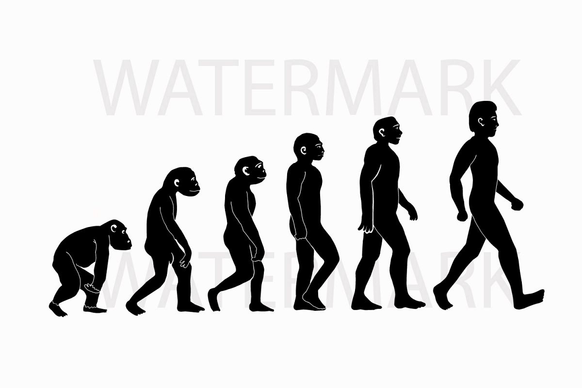 Human Evolution Drawing at PaintingValley.com | Explore collection of