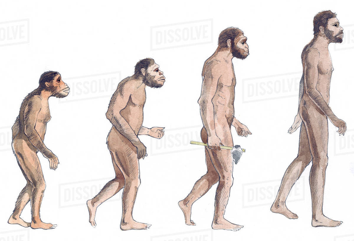 1200x817 illustration of human evolution from left to right - Human Evolution Drawing