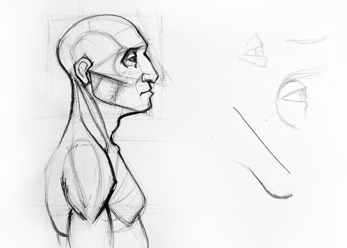 700x500 Outline Drawing Sketch Of Side Profile Of A Human Male Head - Human Face Outline Drawing