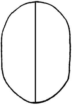 250x365 Drawing Faces Head In Eyes, Nose, Mouth, Ears Brows - Human Face Outline Drawing