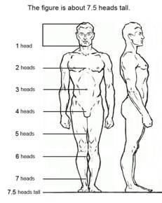 231x290 Figure Drawing Proportions To Know - Human Figure Drawing