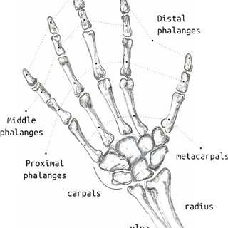 320x320 Drawing Of The Human Hand Skeleton Download Scientific Diagram - Human Hand Drawing