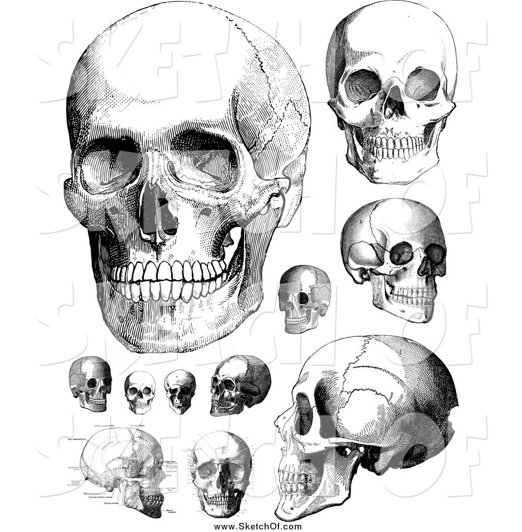 Human Head Anatomy Drawing