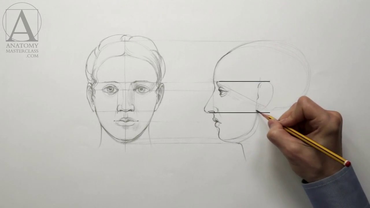 1280x720 Human Head Proportions - Human Head Anatomy Drawing