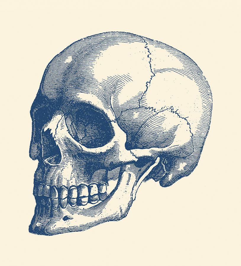815x900 Human Skull - Human Head Anatomy Drawing
