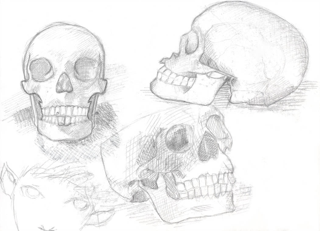 1051x760 Human Skull Anatomy - Human Head Anatomy Drawing