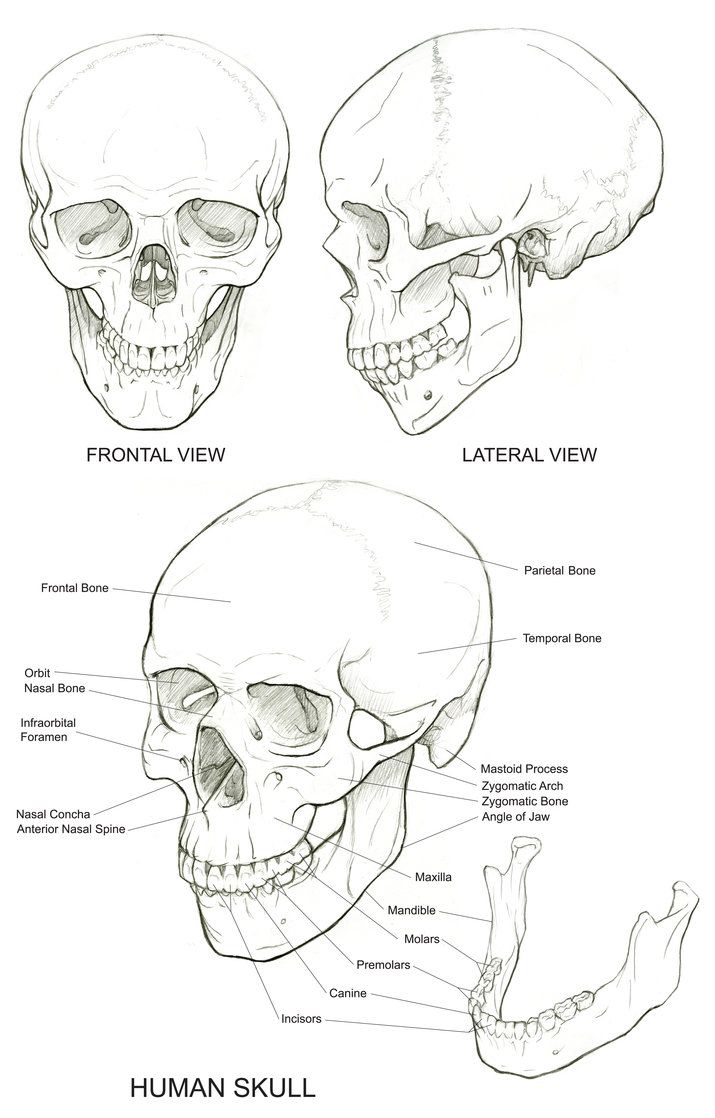 715x1118 Skull Reference Drawing Techniques - Human Head Anatomy Drawing
