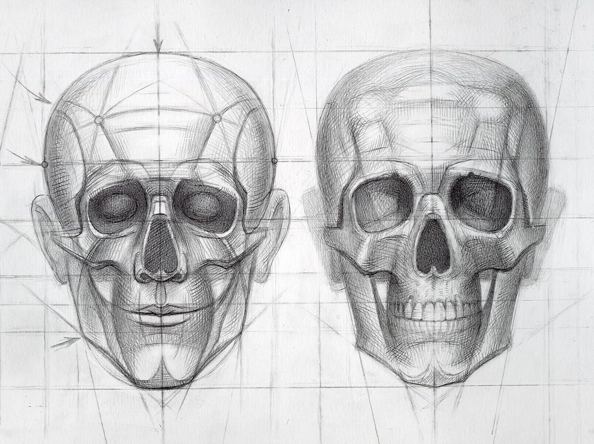 1200x898 Anatomy For Artists Head - Human Head Anatomy Drawing