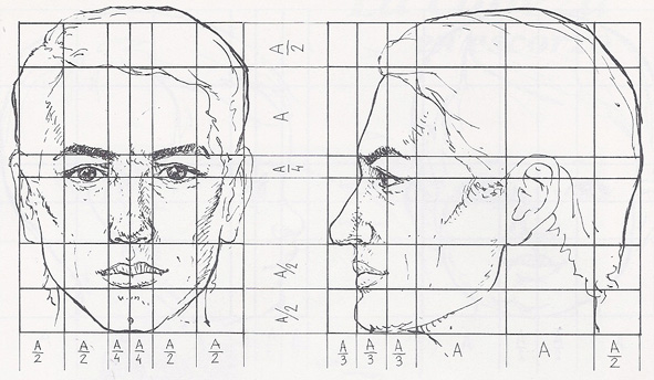 591x344 Head Anatomy Proportions Pacificgraphicdesign - Human Head Anatomy Drawing