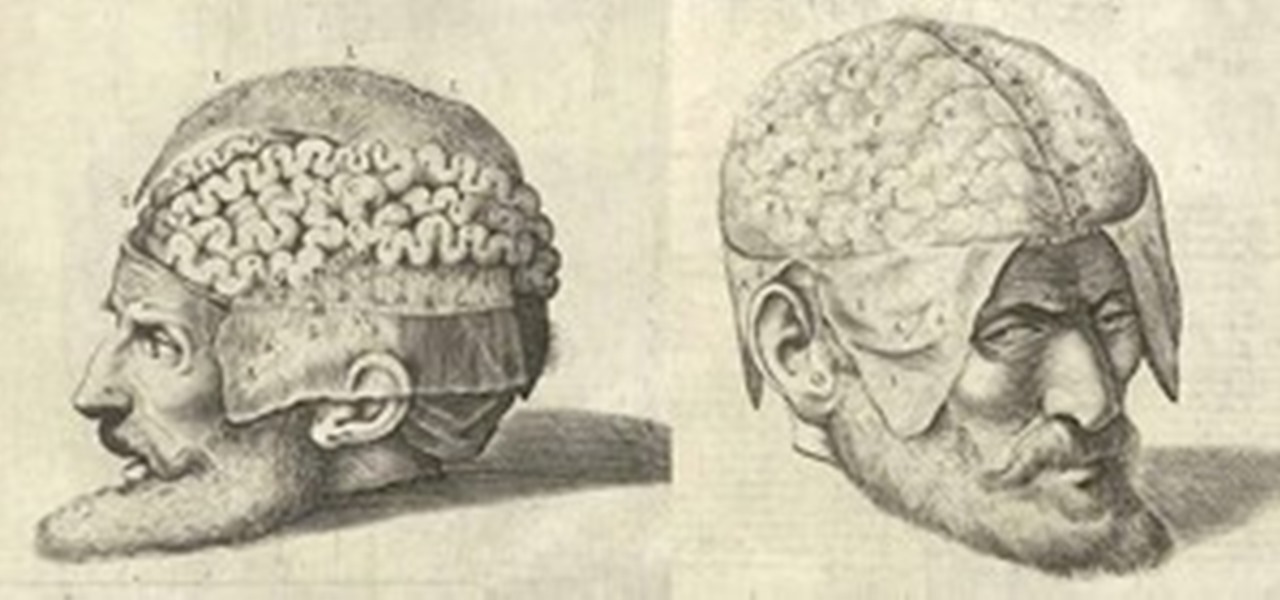 1280x600 Dissecting A Human Head Through Anatomical Illustrations Science - Human Head Anatomy Drawing