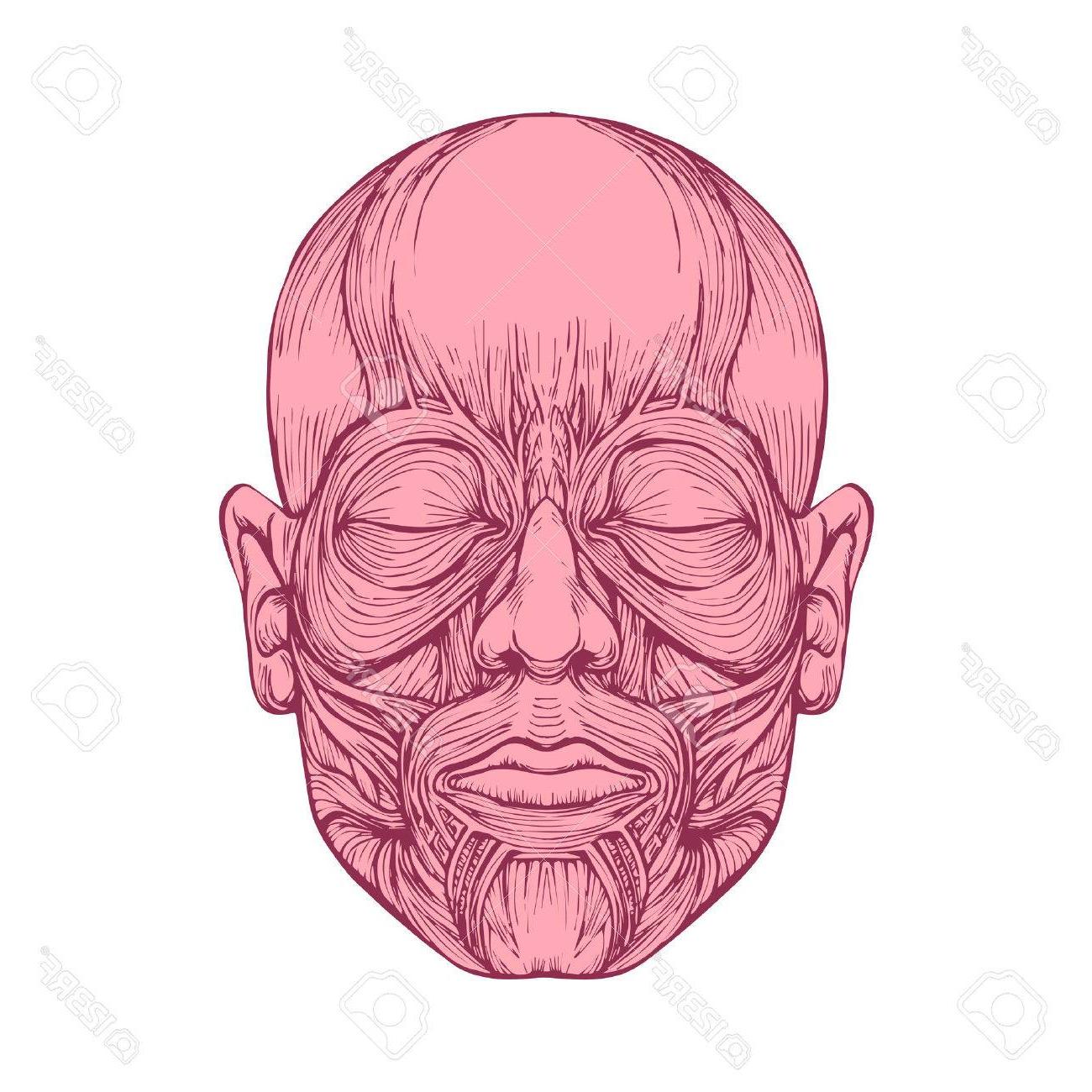 1300x1300 Hd Muscle Of Faces Human Head Anatomy Medical Illustration Cdr - Human Head Anatomy Drawing