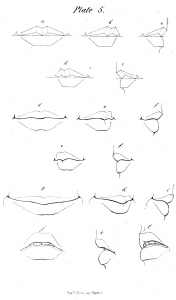 176x300 the human head - Human Head Drawing