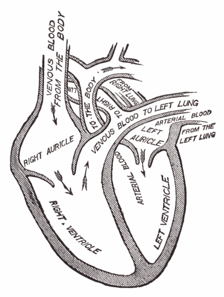 453x600 Antique Anatomy Illustration - Human Heart Anatomy Drawing