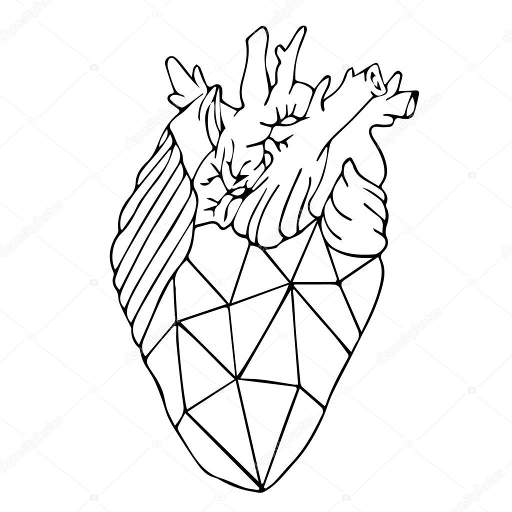 1024x1024 depositphotos stock illustration heart vector - Human Heart Anatomy Drawing