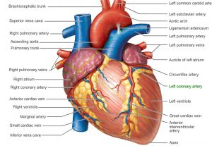 300x210 drawing of heart structure facts about the human heart anatomy - Human Heart Anatomy Drawing