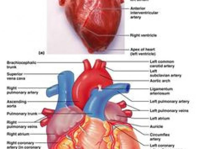 640x480 drawing of heart vessels best heart anatomy images heart - Human Heart Anatomy Drawing