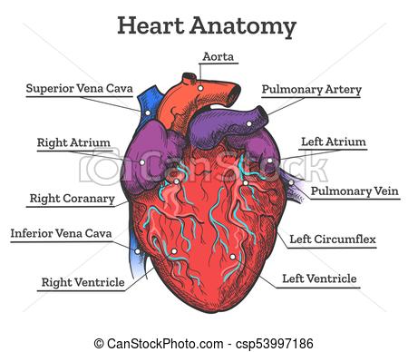 450x388 heart anatomy colored sketch anatomic human cardiac muscle - Human Heart Anatomy Drawing