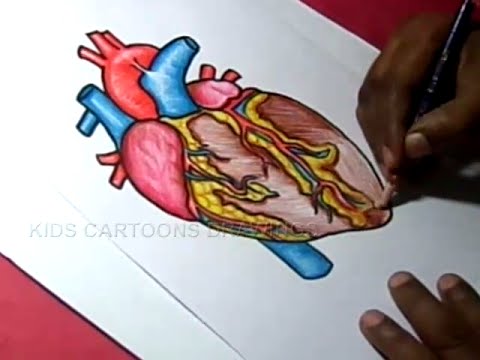 480x360 How To Draw Human Heart Anatomy Color Drawing For Kids - Human Heart Anatomy Drawing
