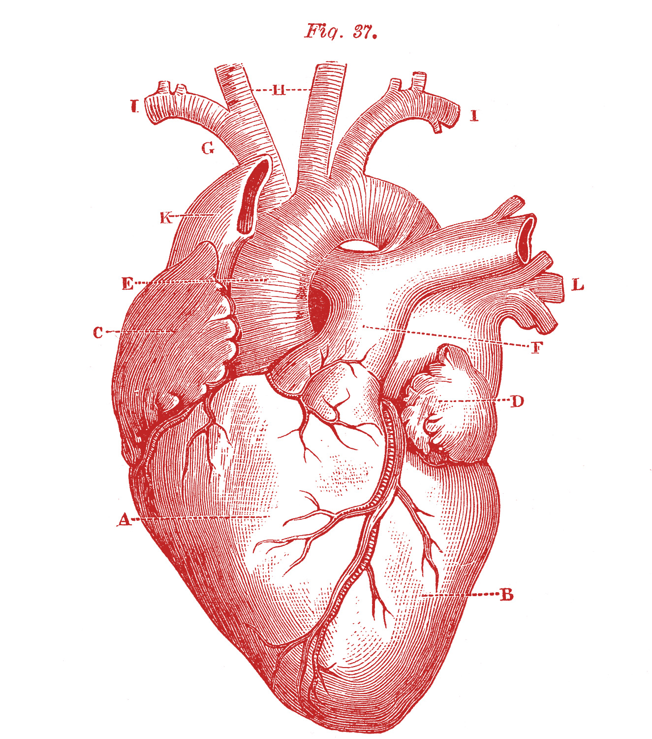 1325x1500 Anatomical Heart Pictures! - Human Heart Anatomy Drawing