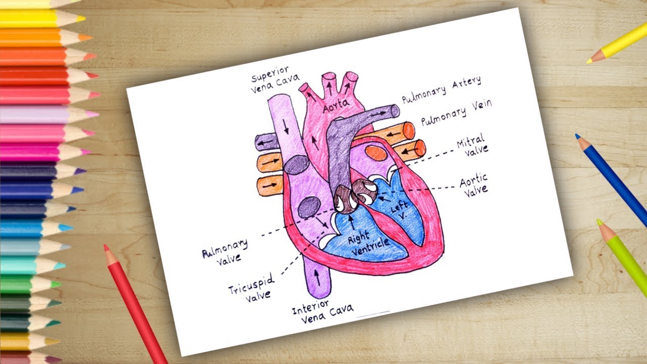 Human Heart Anatomy Drawing at PaintingValley.com | Explore collection ...