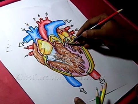 480x360 How To Draw Human Heart Inside Anatomy Drawing For Kids - Human Heart Anatomy Drawing