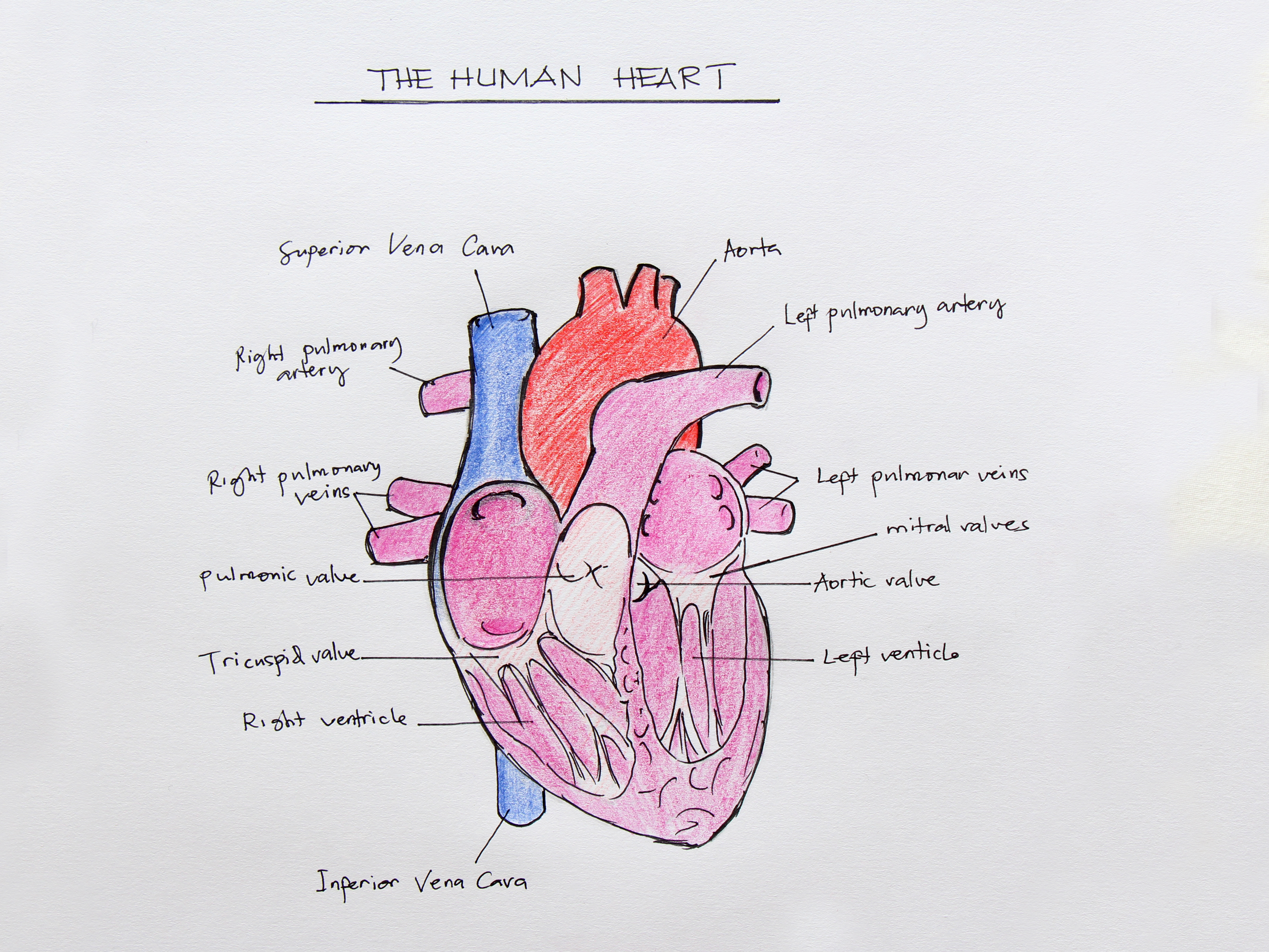 4608x3456 How To Draw The Internal Structure Of The Heart - Human Heart Anatomy Drawing