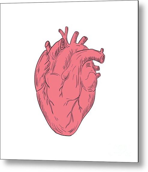 493x572 Human Heart Anatomy Drawing Metal Print - Human Heart Anatomy Drawing