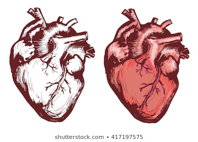 390x280 Human Heart Drawing - Human Heart Anatomy Drawing
