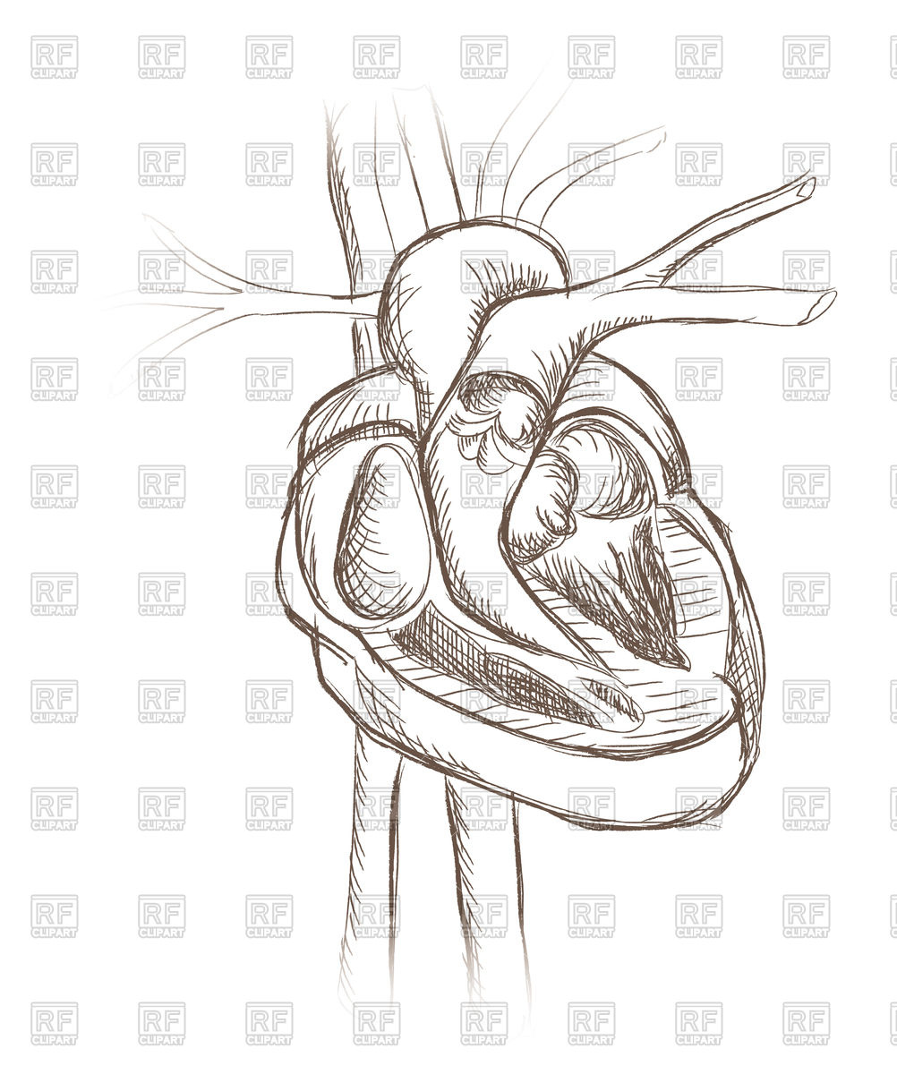 1002x1200 Human Heart - Human Heart Anatomy Drawing