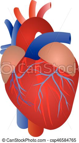 258x470 Human Heart Anatomy From A Healthy Body Isolated On White - Human Heart Anatomy Drawing