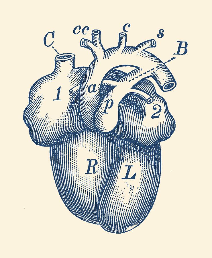 740x900 Simple Human Heart Diagram Drawing - Human Heart Anatomy Drawing