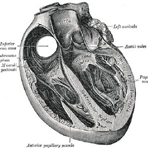 298x298 the human heart from gray's anatomy depicting the four chambers - Human Heart Anatomy Drawing