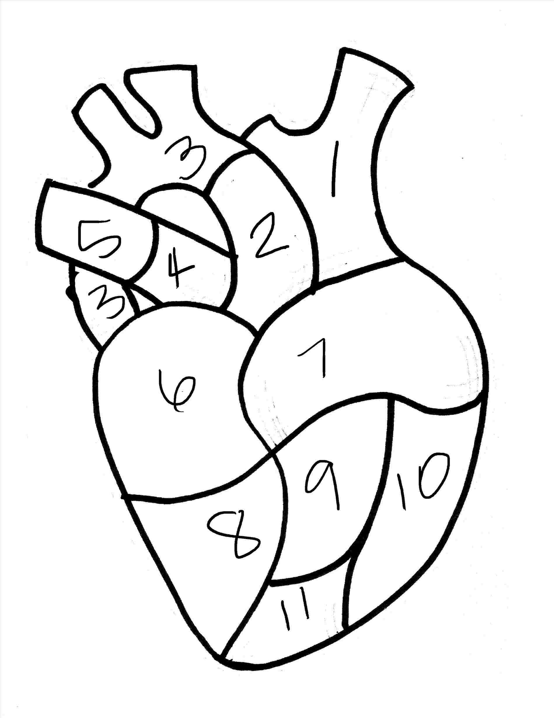 simple heart anatomy drawing