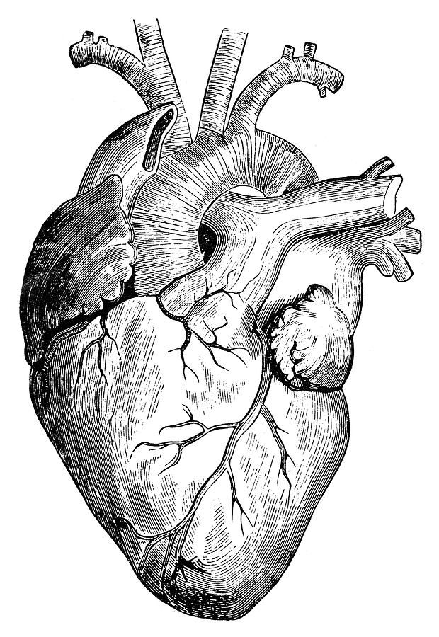 620x900 human heart art as spiral vortex within the human heart is - Human Heart Anatomy Drawing