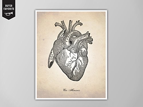 500x375 human heart, human anatomy heart art print, human - Human Heart Anatomy Drawing