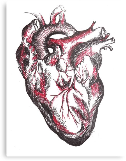 Human Heart Anatomy Drawing at PaintingValley.com | Explore collection ...