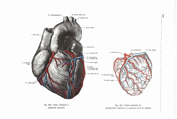 570x386 Anatomical Heart Diagram Elegant Anatomical Heart Anatomy Medical - Human Heart Anatomy Drawing